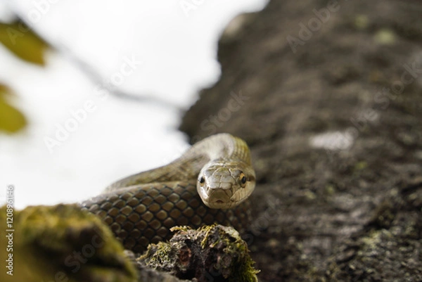 Obraz 桜の木の上でとぐろを巻くアオダイショウ