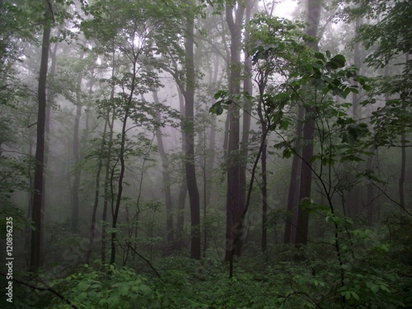 Fototapeta Forest in Fog