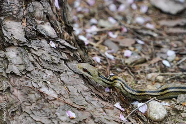 Obraz 赤松の樹皮の上を這うシマヘビ
