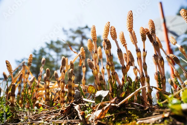 Obraz 大空に向かって伸びる土筆