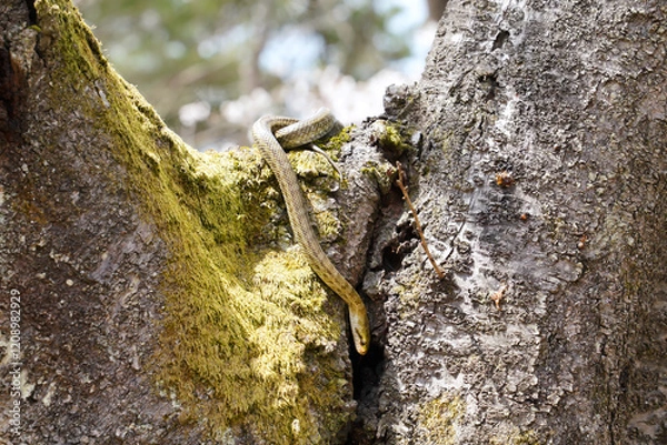 Obraz 桜の木の上でとぐろを巻くアオダイショウ