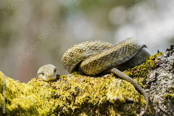 Obraz 桜の木の上でとぐろを巻くアオダイショウ