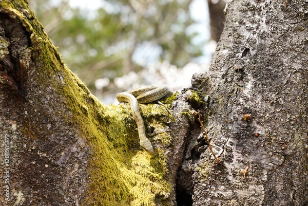 Obraz 桜の木の上でとぐろを巻くアオダイショウ