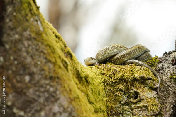 Obraz 桜の木の上でとぐろを巻くアオダイショウ