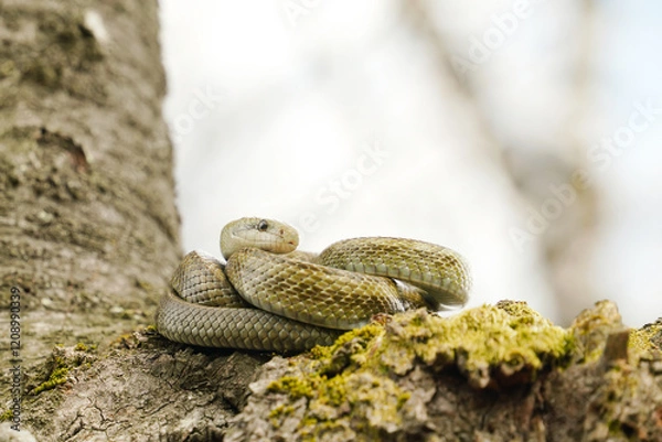 Obraz 桜の木の上でとぐろを巻くアオダイショウ