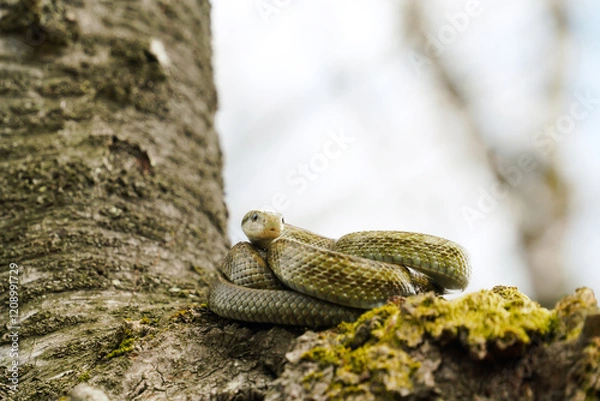 Obraz 桜の木の上でとぐろを巻くアオダイショウ