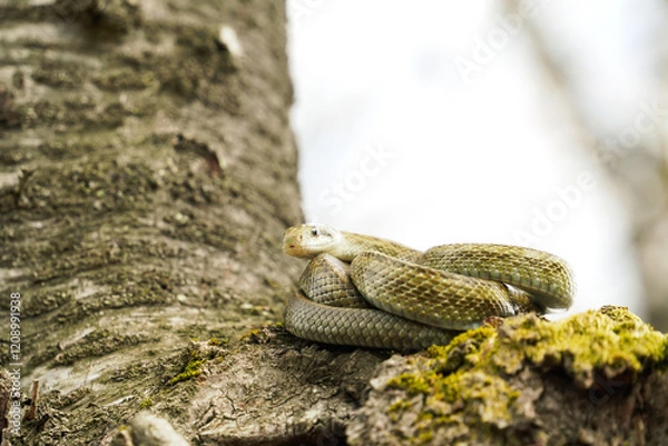 Obraz 桜の木の上でとぐろを巻くアオダイショウ