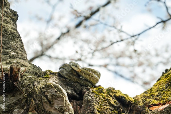 Fototapeta 桜の木の上でとぐろを巻くアオダイショウ