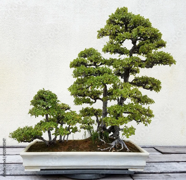 Obraz Krajobraz Bonsai i Penjing z miniaturowymi drzewkami na tacy