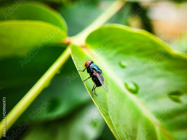 Obraz Cochliomyia hominivorax, the New World screw-worm fly, or screw-worm for short, is a species of parasitic fly that is well known for the way in which its larvae (maggots) eat the living tissue.