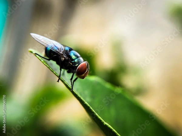 Obraz Cochliomyia hominivorax, the New World screw-worm fly, or screw-worm for short, is a species of parasitic fly that is well known for the way in which its larvae (maggots) eat the living tissue.