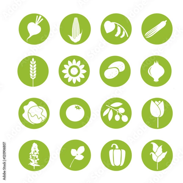 Fototapeta Vegetable pictograms. Vector vegetable symol