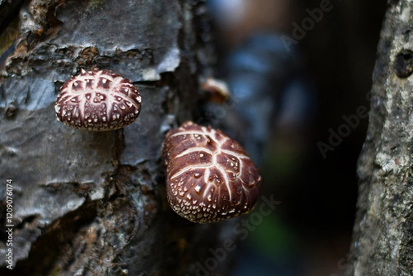 Obraz 栽培中のしいたけ