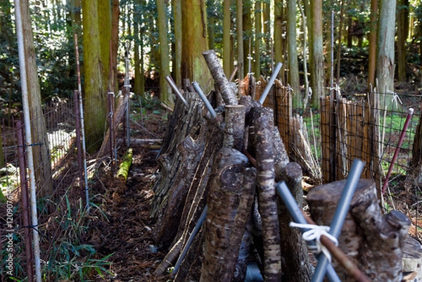 Obraz 椎茸の栽培