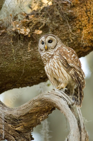 Obraz barred owl