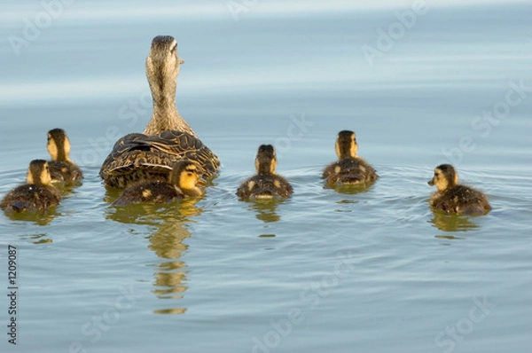 Obraz mother duck with ducklings