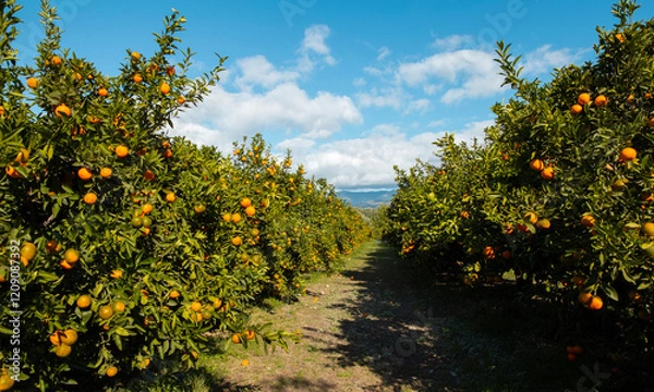 Obraz Orange orchard in Greece