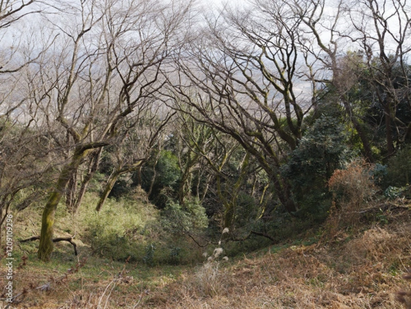 Fototapeta 森のトンネル