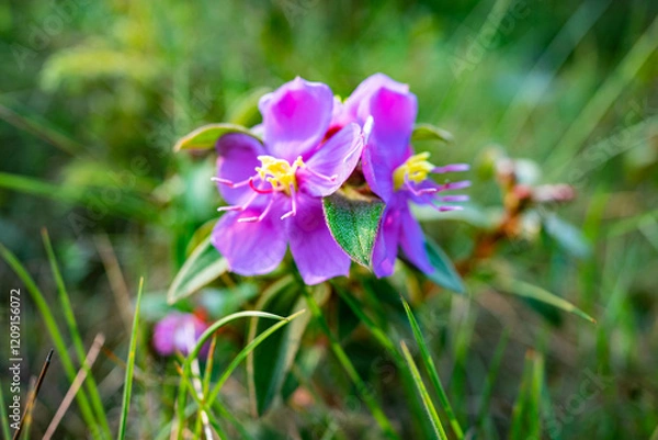 Fototapeta 野生の花(タイ)