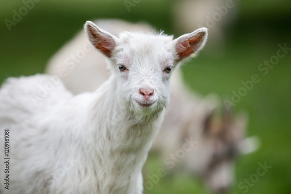 Fototapeta White young goat standing in green pasture with soft background blurred