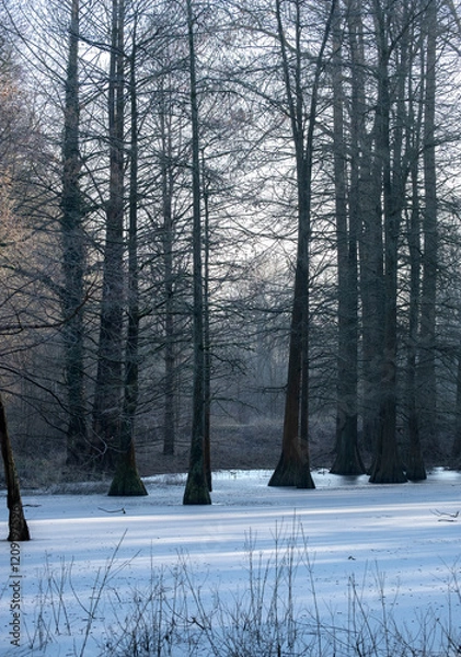 Fototapeta Winter landscape trees and frozen lake
