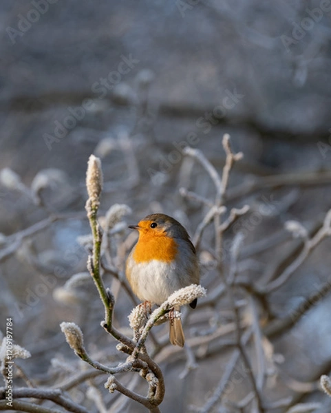 Fototapeta Close-up of a robin bird on a branch in winter weather