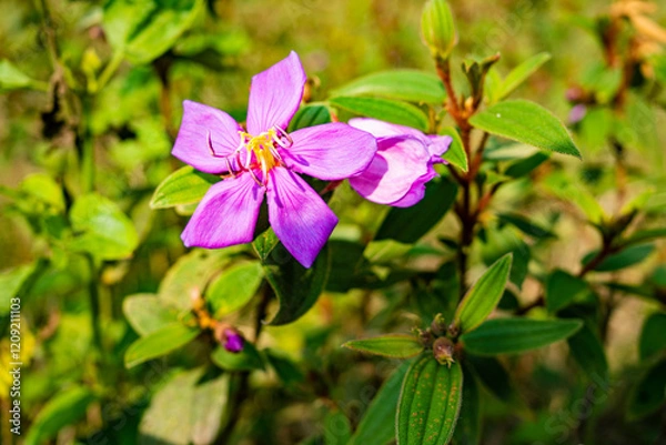 Fototapeta 道ばたの花(タイ)