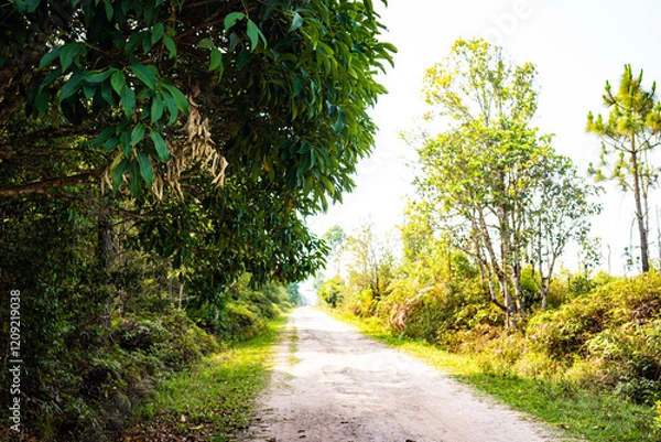 Fototapeta 山頂の道(タイ)