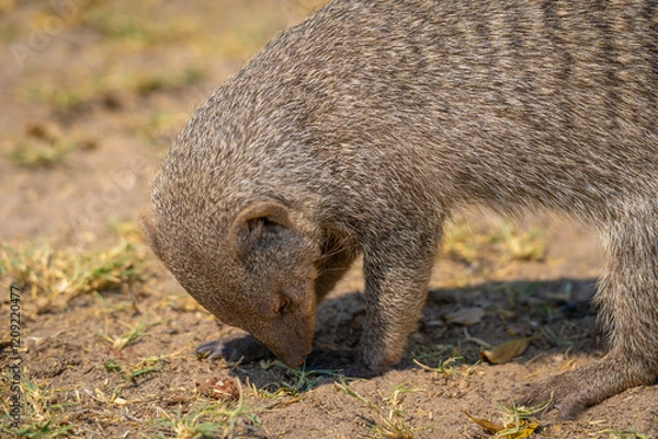 Obraz Close up of a banded mongoose in the Etosha National Park in Namibia, Africa.