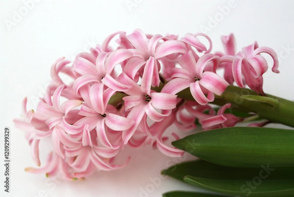 Obraz Close up of a pink hyacinth (hyacinthus orientalis) flower in bloom.
Selective focus. Place for text. Concept - spring, flowering, primroses.