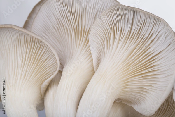 Fototapeta Oyster mushroom gills macro 