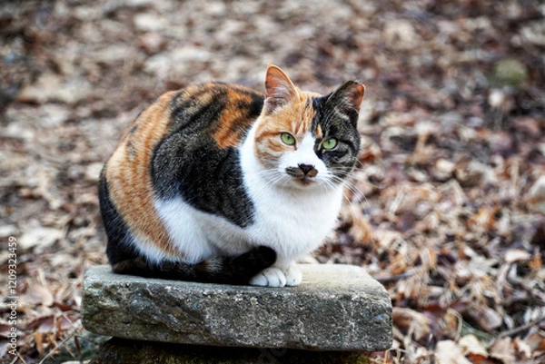 Obraz cat on the rock