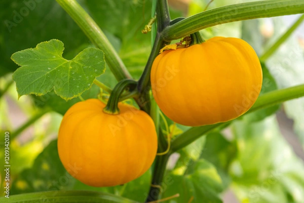 Fototapeta Fancy pumpkins are pumpkins with unique shapes and beautiful colors. They are grown for decoration and are also edible.