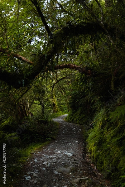 Obraz View of a small path in a dense fern forest in Fiordland National Park near Key Summit (South Island, New Zealand)