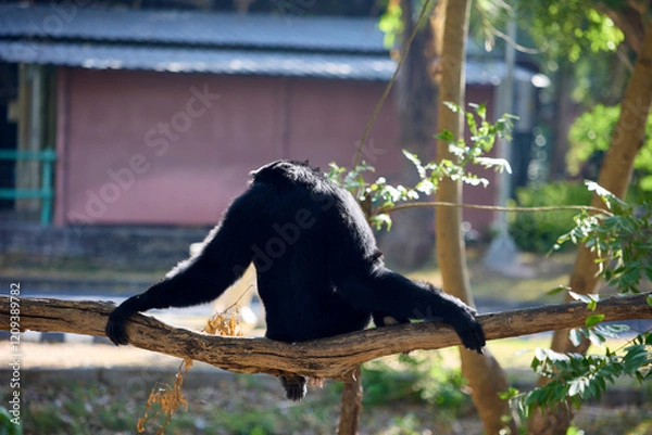 Fototapeta A black gibbon sits on a branch with its back to the camera