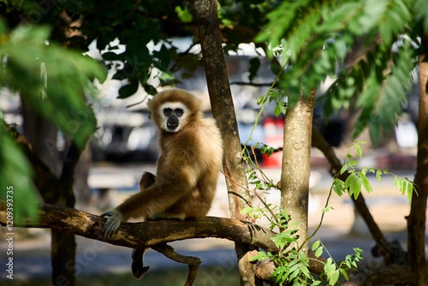 Fototapeta A white-armed gibbon sits on a branch and looks at the camera