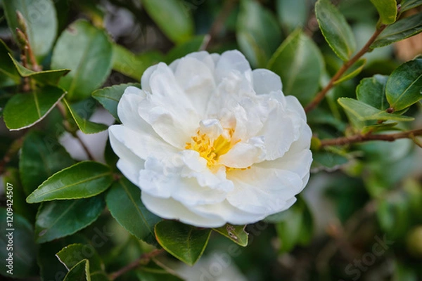 Fototapeta 美しい白い花