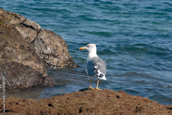 Obraz Seagull in the reef