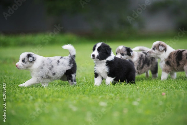 Fototapeta Border collie puppy