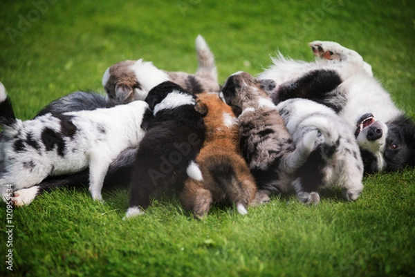 Fototapeta Border collie puppy