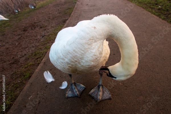 Fototapeta A swan cleaning its feathers near the lake on a foggy winters morning 