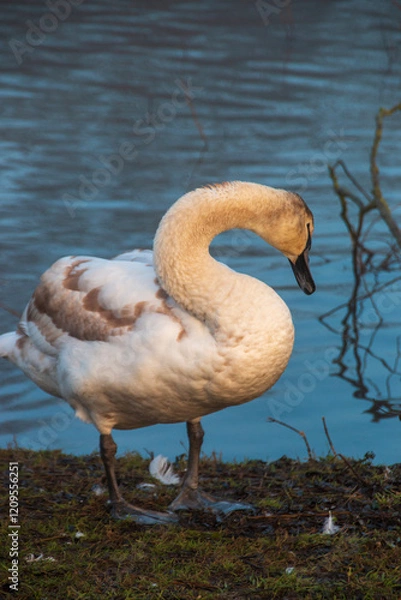 Fototapeta A swan cleaning its feathers near the lake on a foggy winters morning 