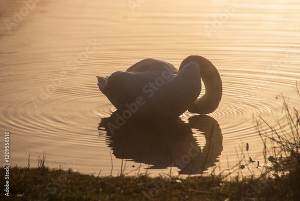 Fototapeta A swan on the lake as the morning fog crosses over the sky 