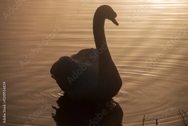 Fototapeta A swan on the lake as the morning fog crosses over the sky 