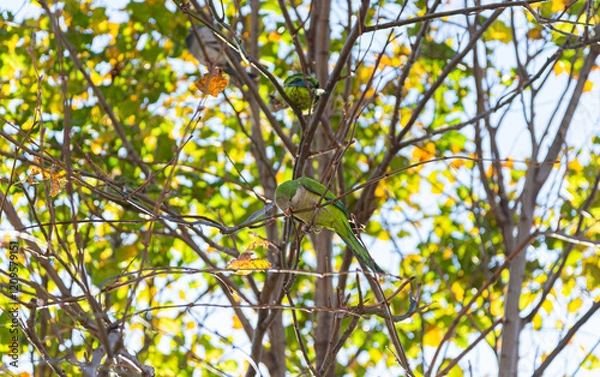 Obraz Monk parakeet (Myiopsitta monachus) parrot in Barcelona, Spain