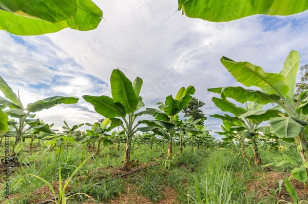 Fototapeta Banana tree plantation in nature with daylight