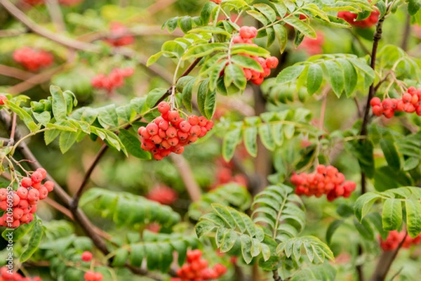 Obraz Дерево рябины с яркими ягодами