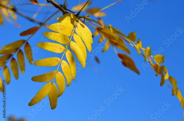 Obraz Yellow Autumn leaves of Sunburst Honey Locust tree