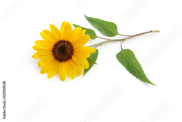 Obraz Sonnenblume