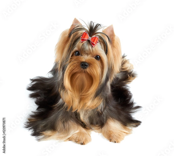 Obraz Dog with red bow